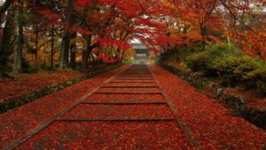 Momiji japon kyoto erable rouge