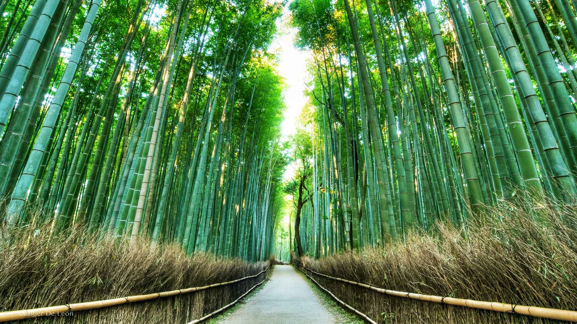 excursion visite Arashiyama kyoto sejour japon