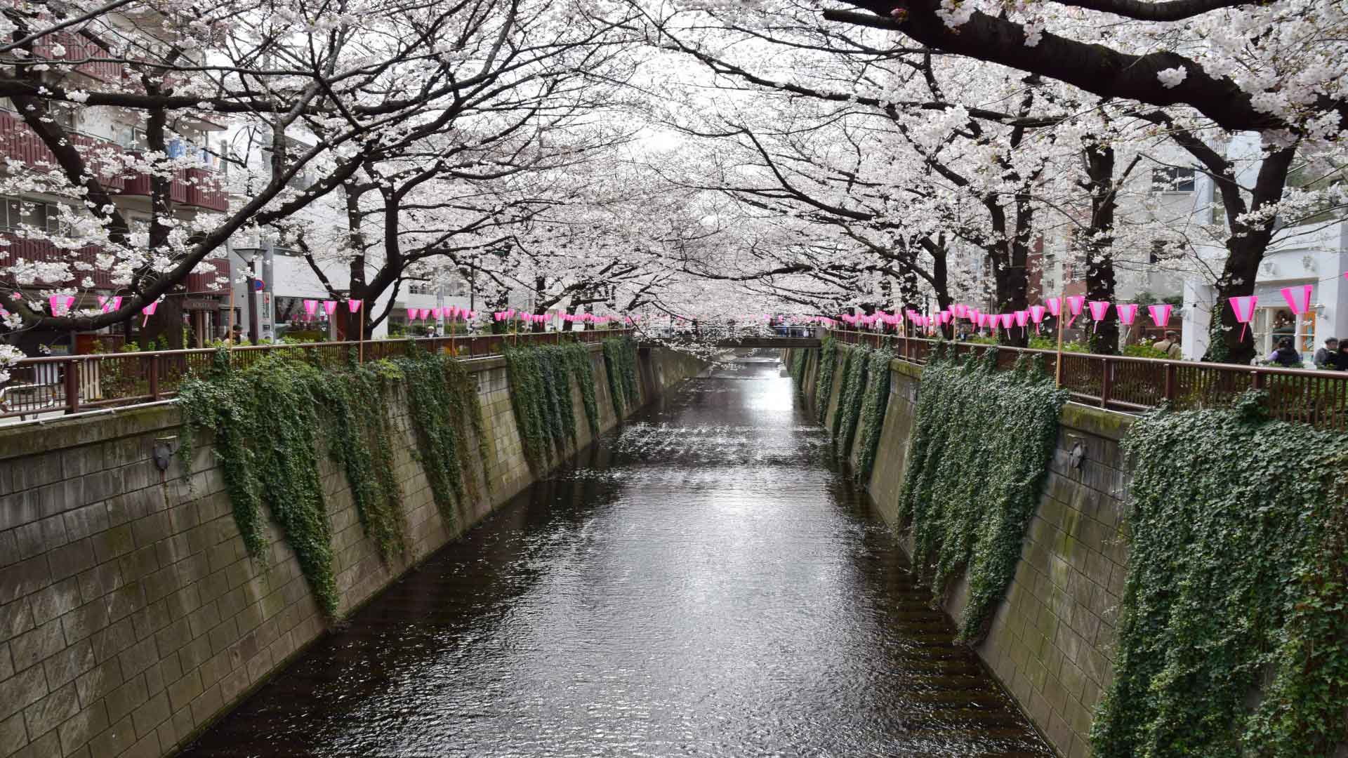 Cerisiers visite Tokyo sejour Japon