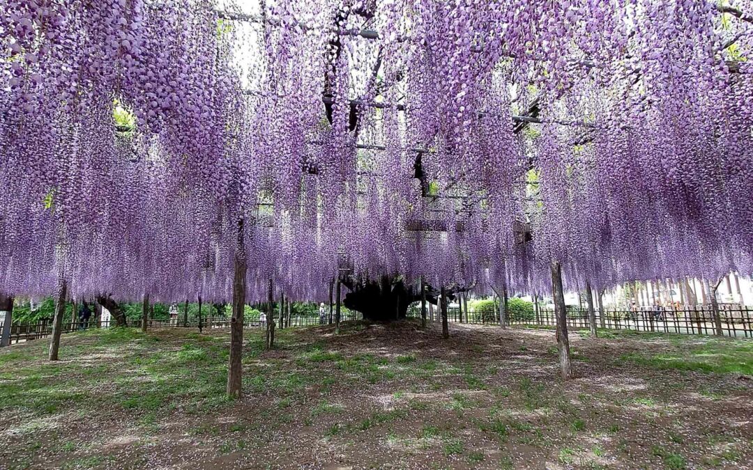 Floraison des fleurs de glycine au japon