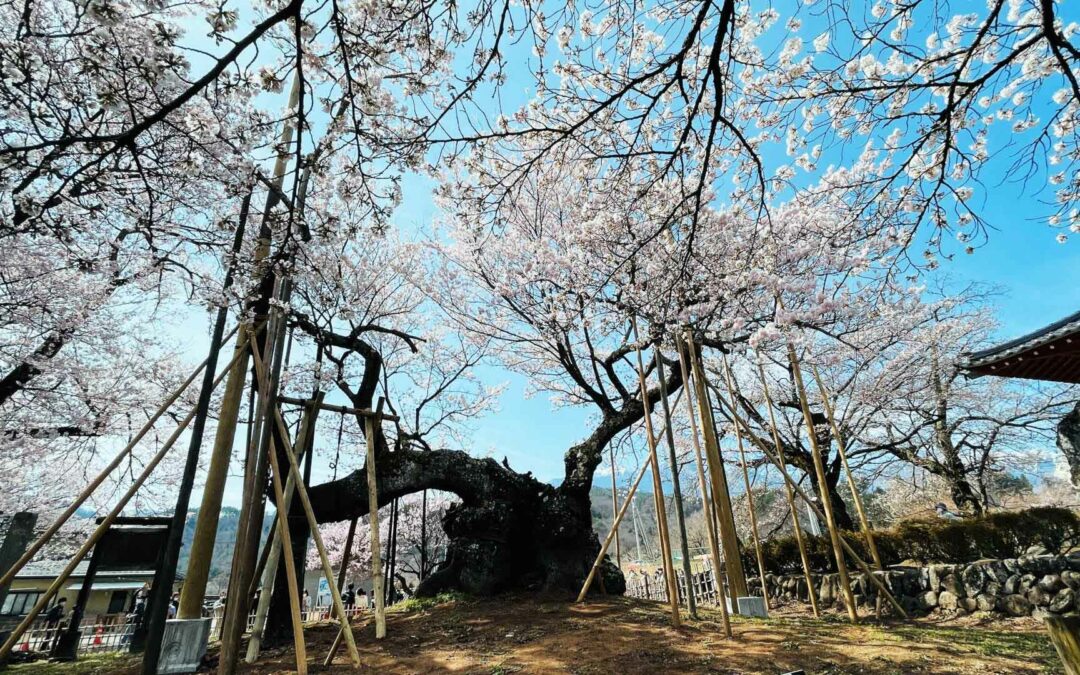 « Ippon Zakura », Le cerisier solitaire au Japon