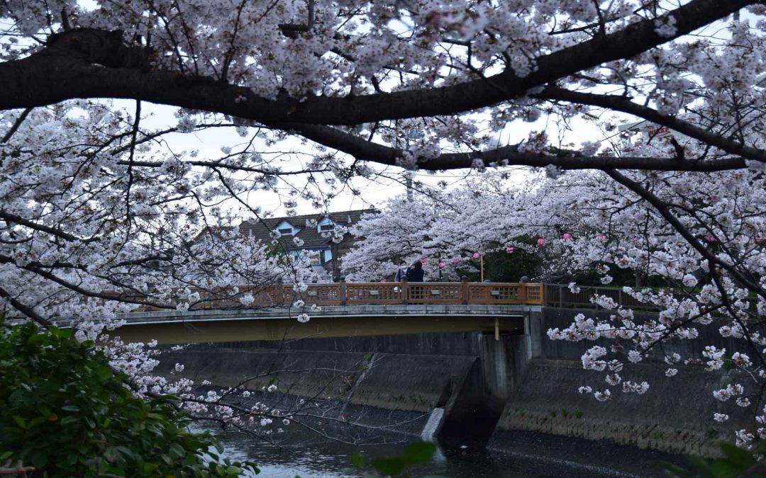 Floraison des cerisiers au Japon en 2022