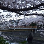 Prevision de la floraison des cerisiers au Japon en 2022
