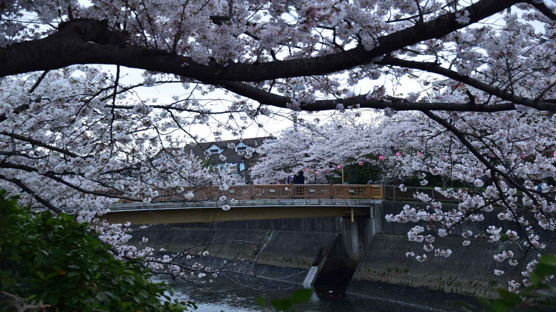 Prevision de la floraison des cerisiers au Japon en 2022