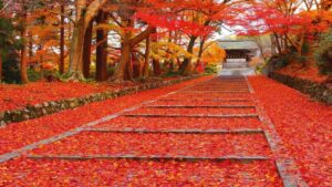 Momiji japon kyoto erable rouge