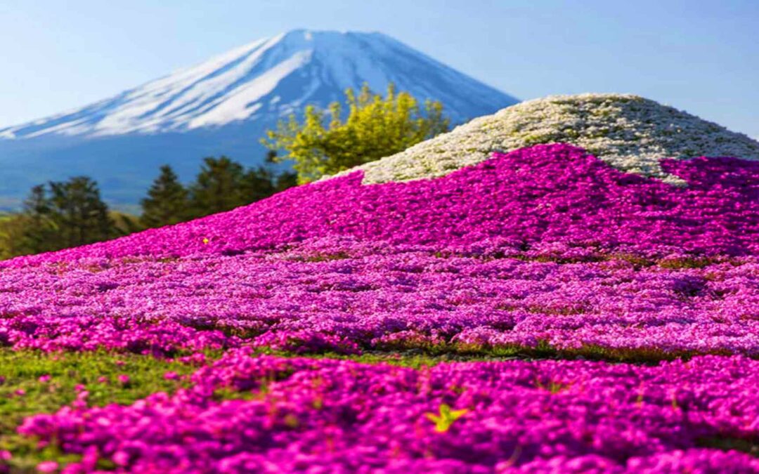 Floraison des Shibazakura au japon