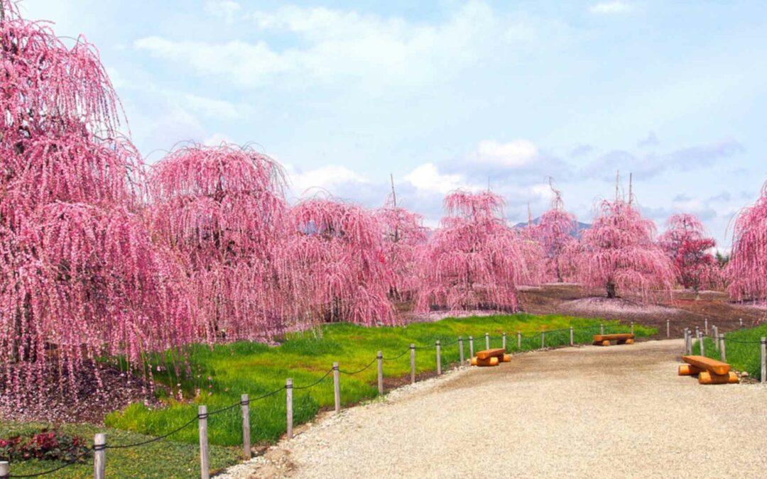 Floraison des pruniers au Japon en 2021